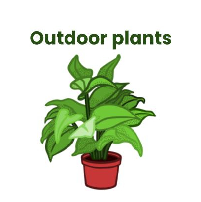 outdoor plants